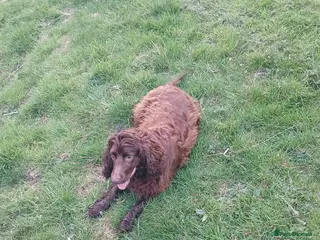 Sprocker dogs Cocker spaniel - Advert 7