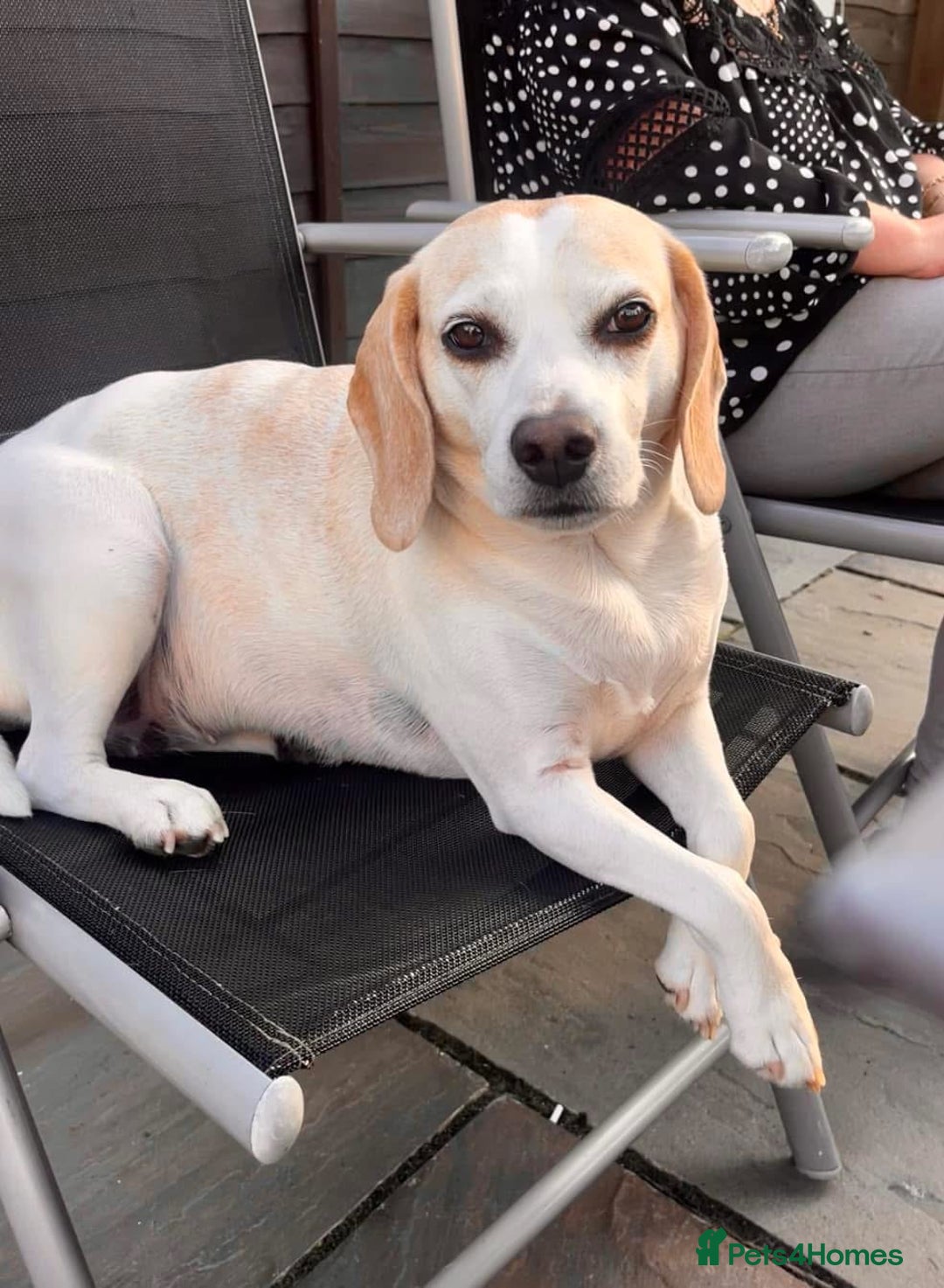 Beagle dogs for sale: Two beautiful beagles  - Advert 3