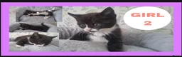 Mixed Breed cats for sale: Kittens for sale  - Advert 5