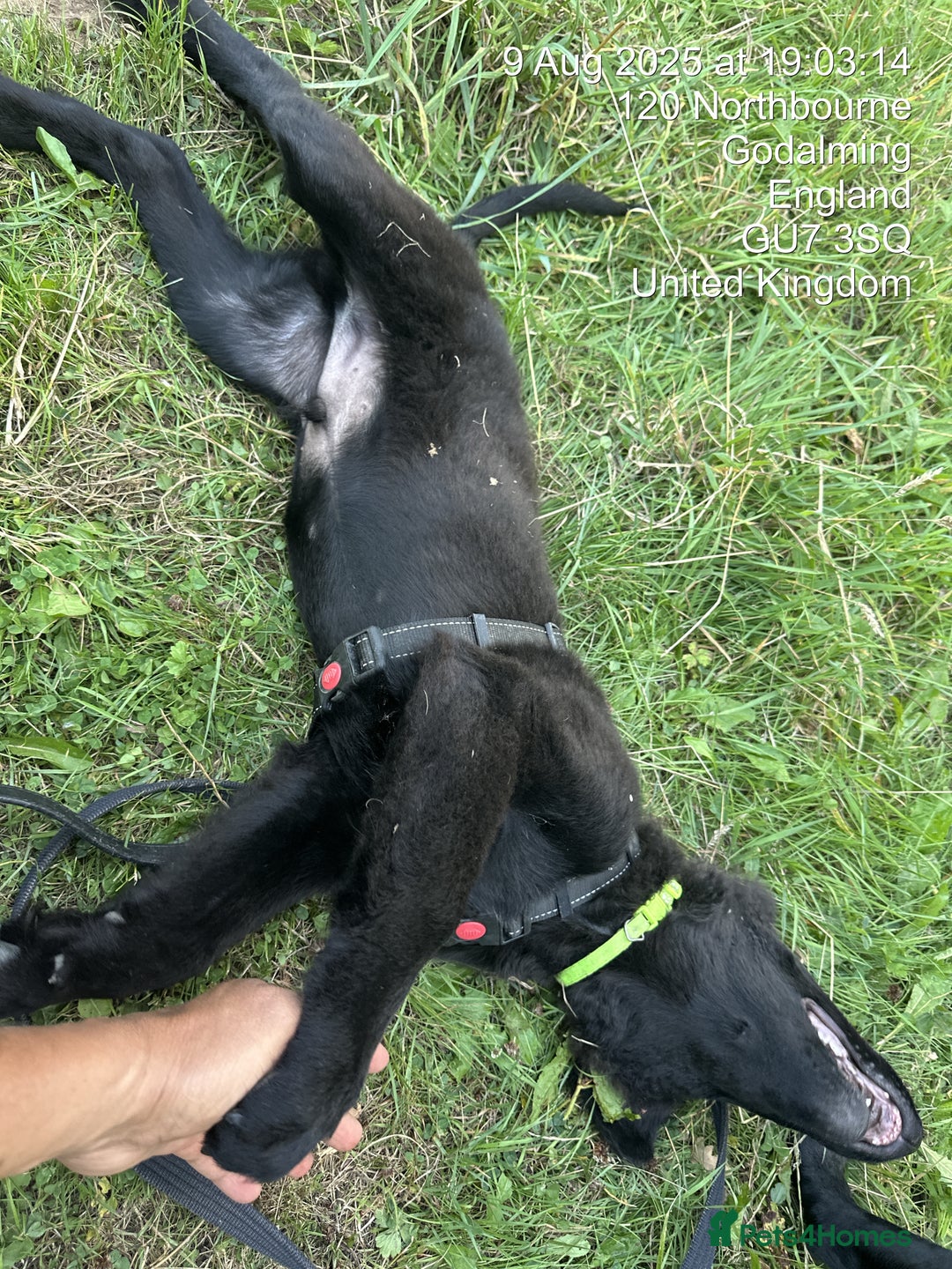 Mixed Breed dogs for sale: Dutch/German shepherd  - Image 5