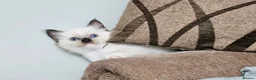 Ragdoll cats for sale: Stunning Ragdoll Kittens Available - Advert 5