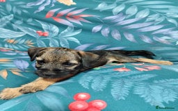 Border Terrier dogs for sale: Border Terrier girls available  - Image 7