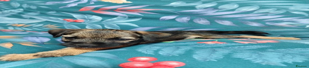 Border Terrier Puppy 1