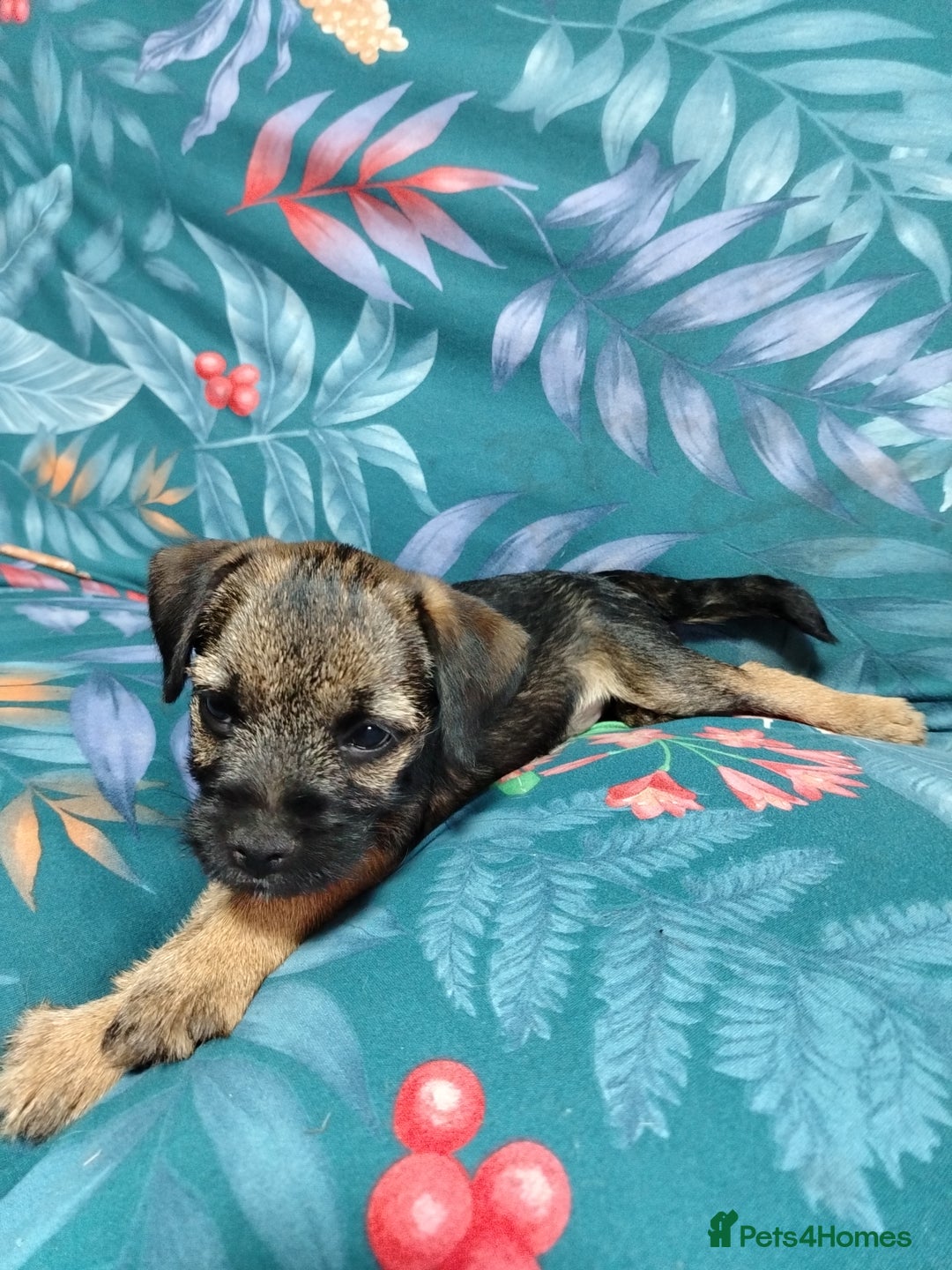 Border Terrier dogs for sale: Border Terrier girls available  - Image 7