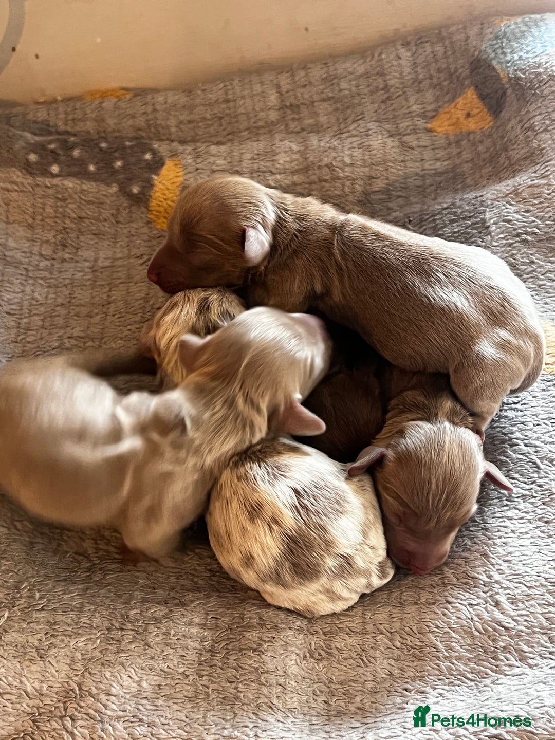 Miniature Dachshund dogs for sale: 5 long hair miniature dachshund  - Image 13