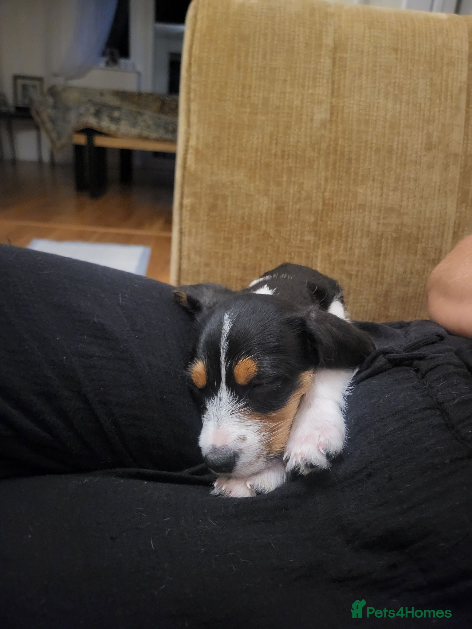 Jack Russell dogs Millie the jack - Advert 2
