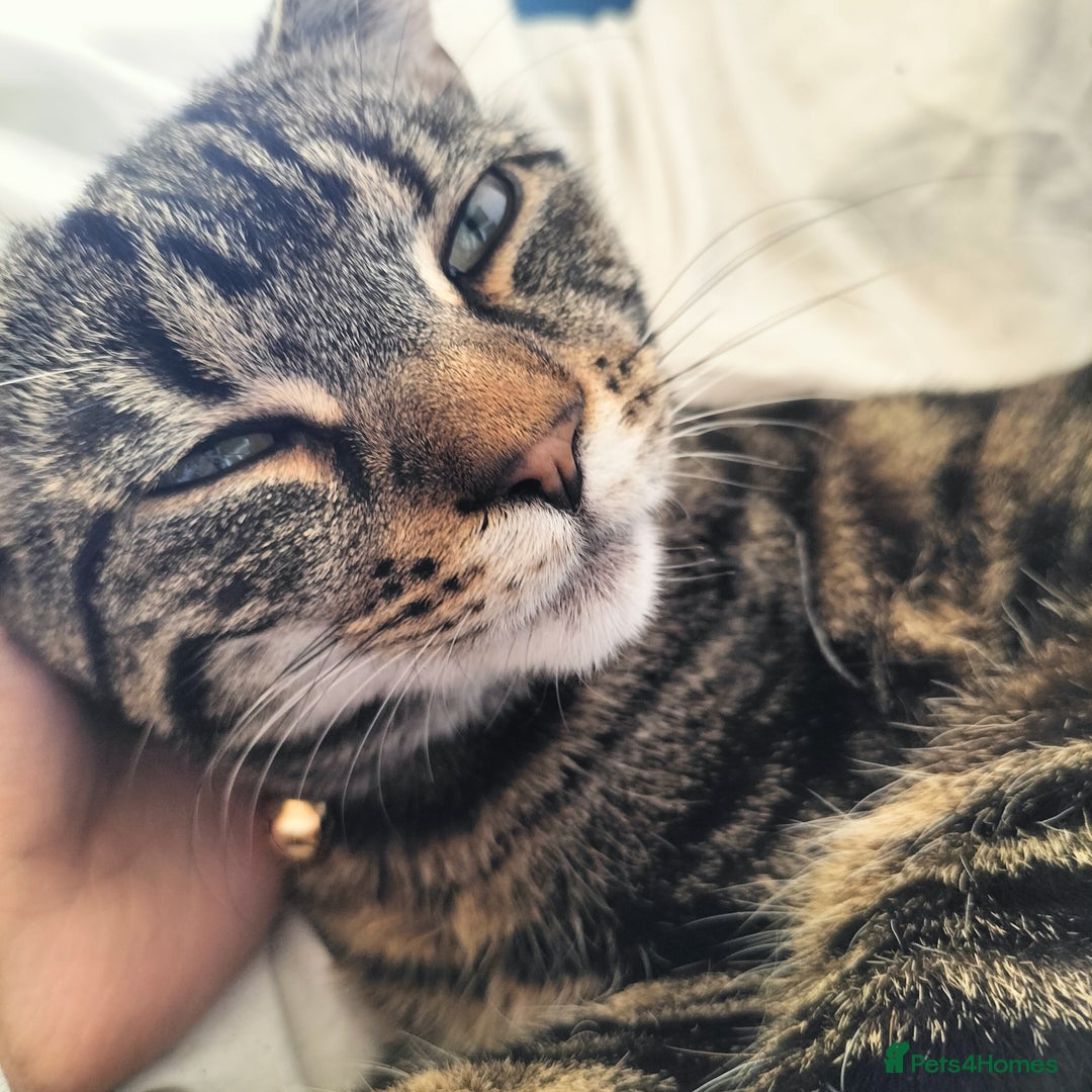 Mixed Breed cats for sale: Tabby cat for sale - Image 2
