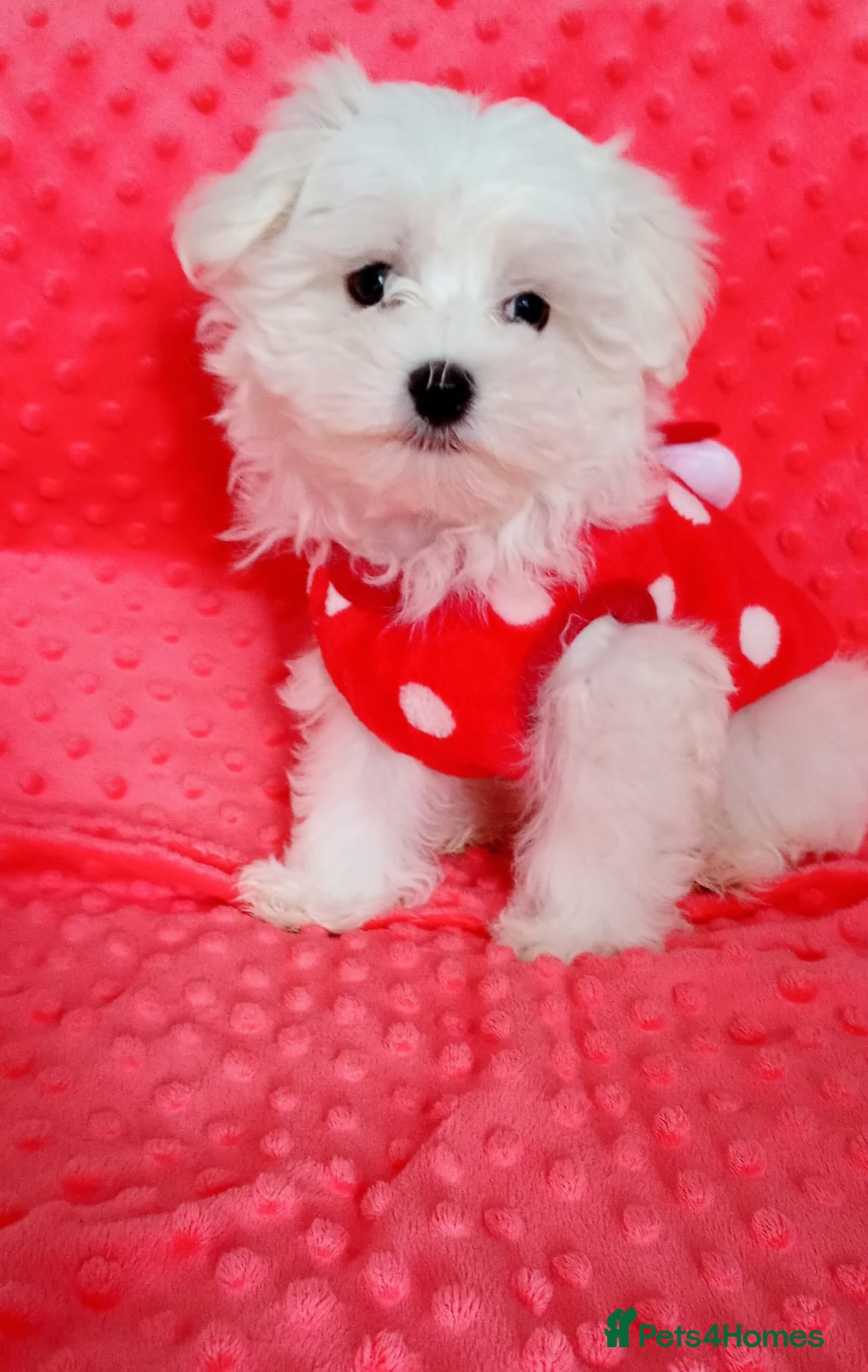 Maltese dogs Tiny Maltese Boy. Ready now.New pictures - Advert 2