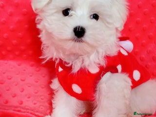 Maltese dogs Tiny Maltese Boy. Ready now.New pictures - Advert 11