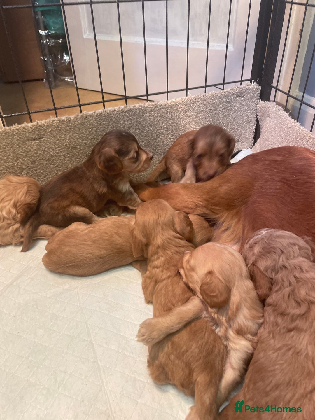 Cockapoo dogs for sale: Beautiful cockapoos - Image 15