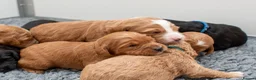 Mini Goldendoodle dogs for sale: Mini Goldendoodle - Waiting List - Advert 7