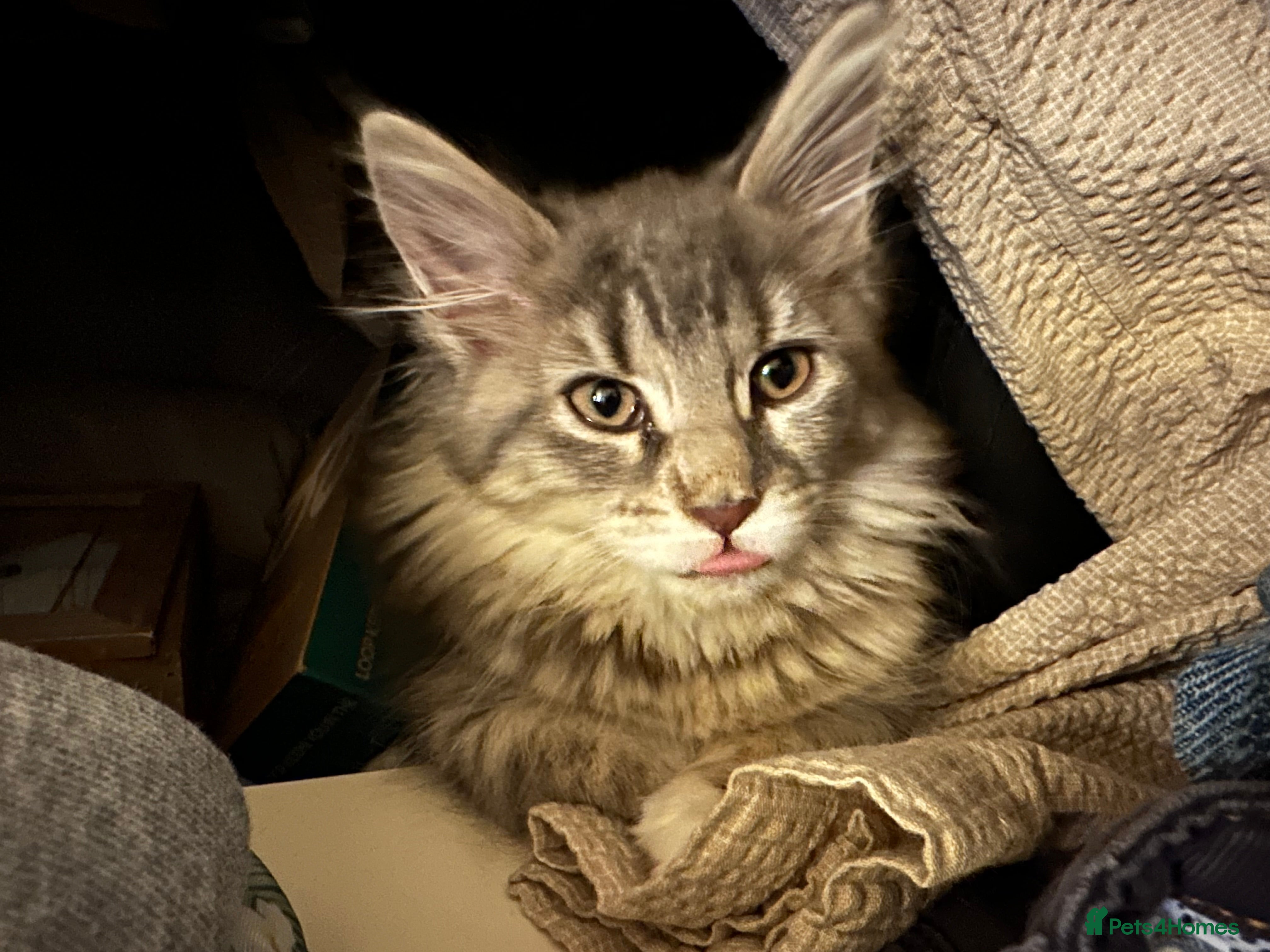 Maine Coon cats Beautiful Female Maine Coon Kitten - Advert 11