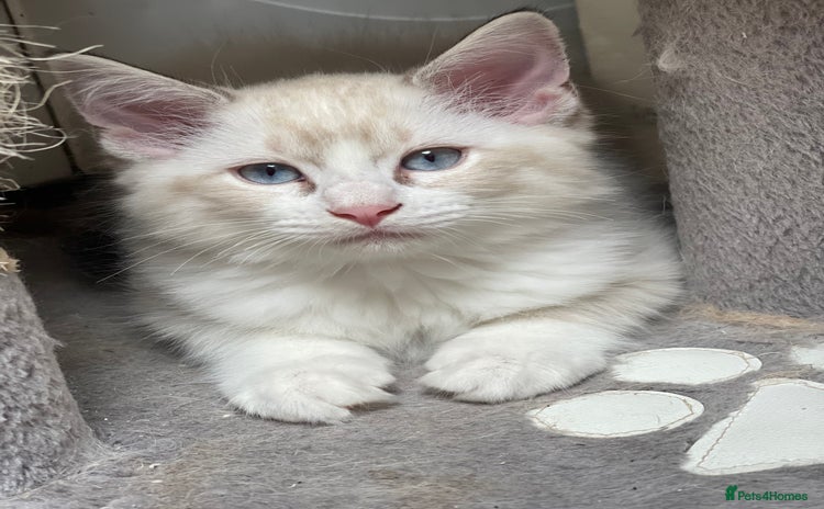 Ragdoll cats - Advert 8