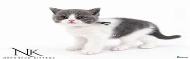 ENZO - BLUE BI-COLOUR (M) BSH