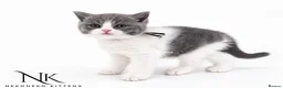 British Shorthair cats for sale: 10 Week old GCCF REG BSH KITTENS  - Advert 6