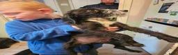 Mixed Breed dogs for sale: Dalmadoodle puppies  - Advert 5