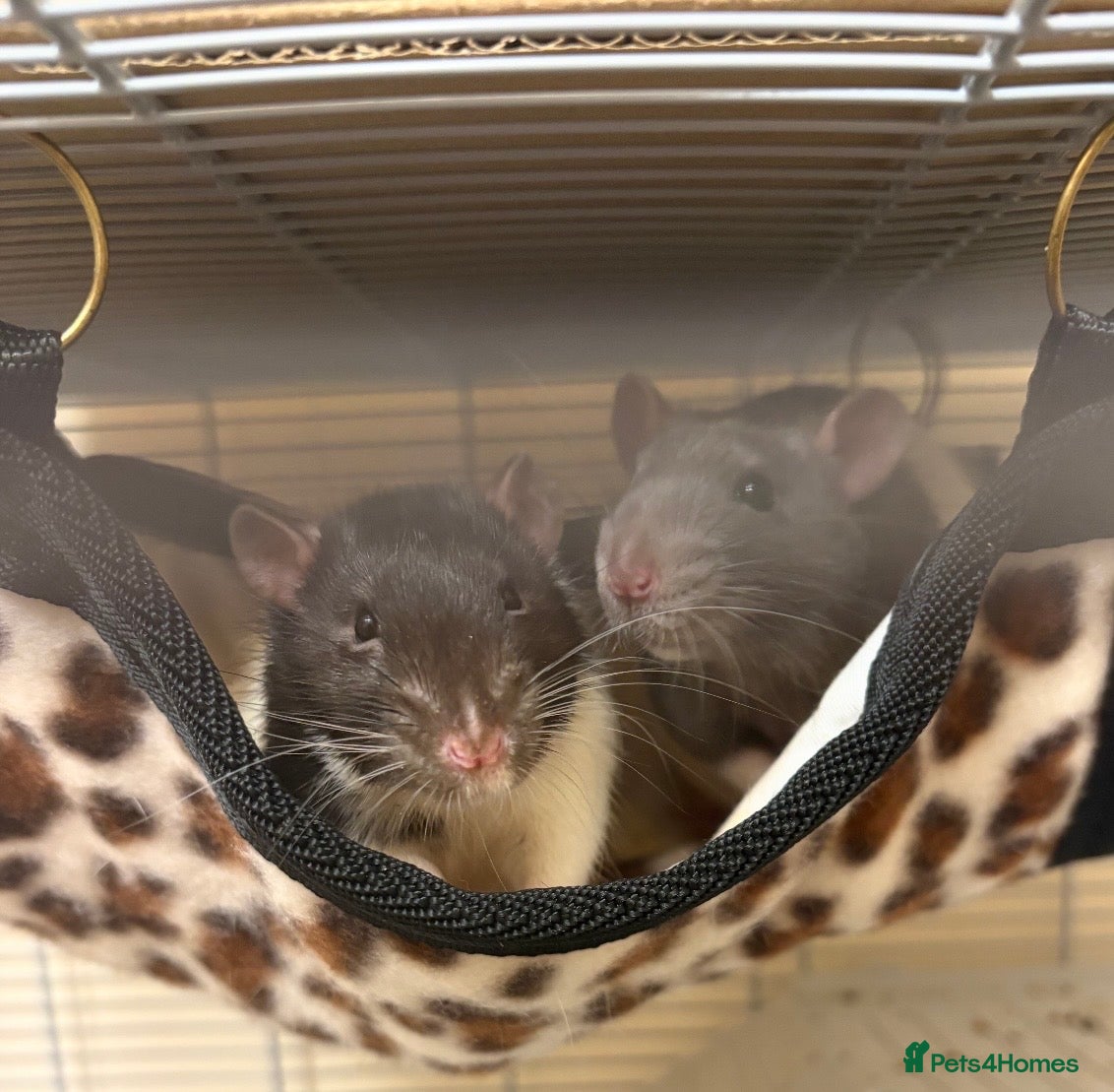 Rat rodents Single male rat with large cage and all equipment - Advert 1