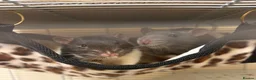 Rat rodents for sale: Single male rat with large cage and all equipment in Southampton - Advert 1