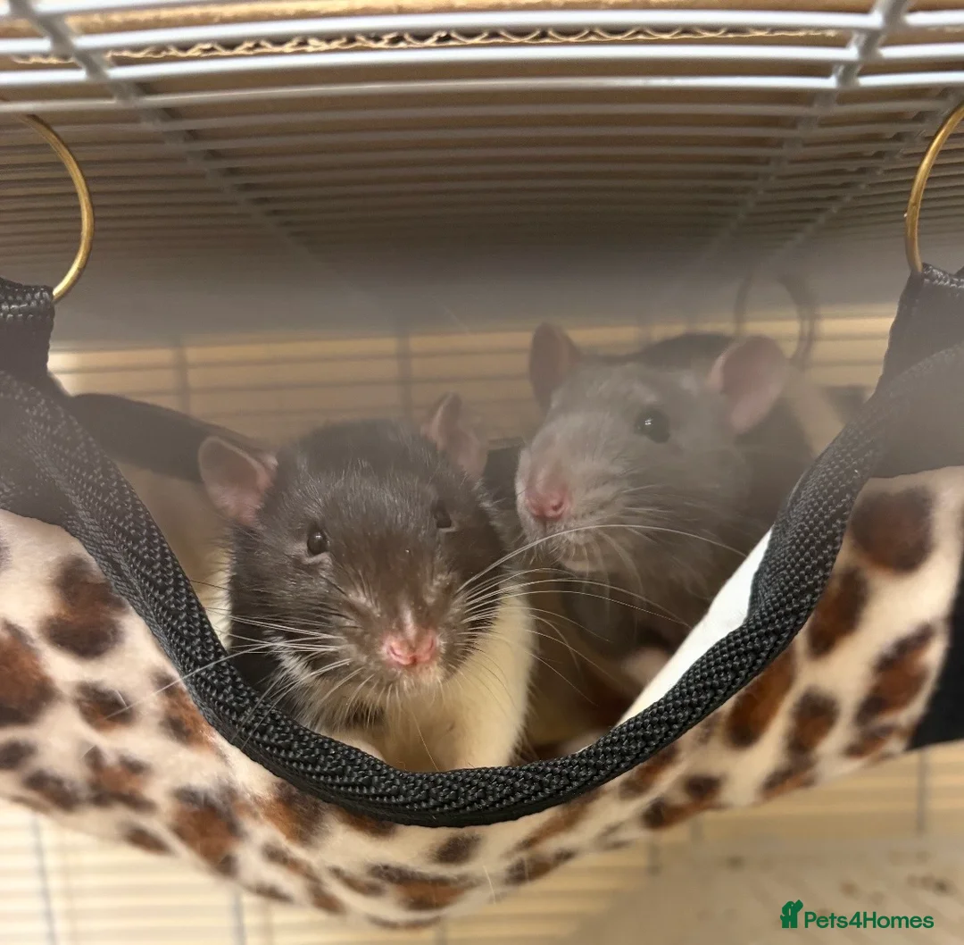 Rat rodents for sale: Single male rat with large cage and all equipment in Southampton - Advert 1