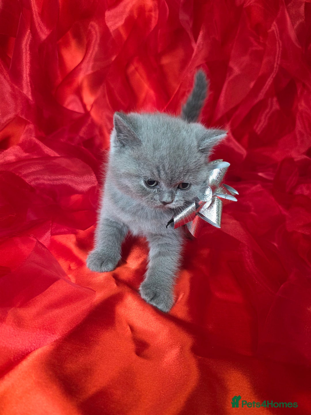 British Shorthair cats for sale: Beautiful British Shorthair Kittens for LovingHome - Advert 26