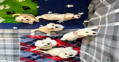 Cavachon dogs - Advert 12