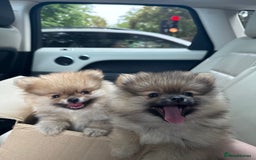 Pomeranian dogs for sale: 2 Pomeranian boys for sale in London  - Image 1