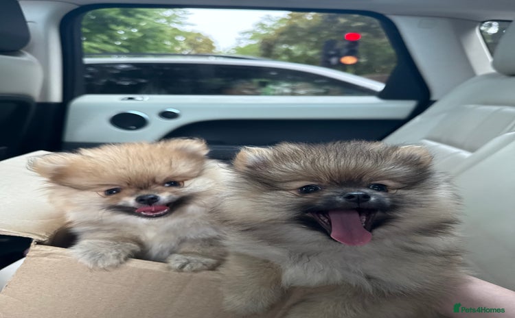 Pomeranian dogs - Advert 1