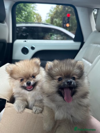 Pomeranian dogs - Advert 4