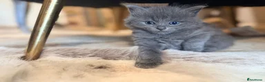 Susan
