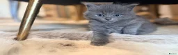 Ragdoll cats for sale: Blue/lilac Ragdoll babies - Advert 13