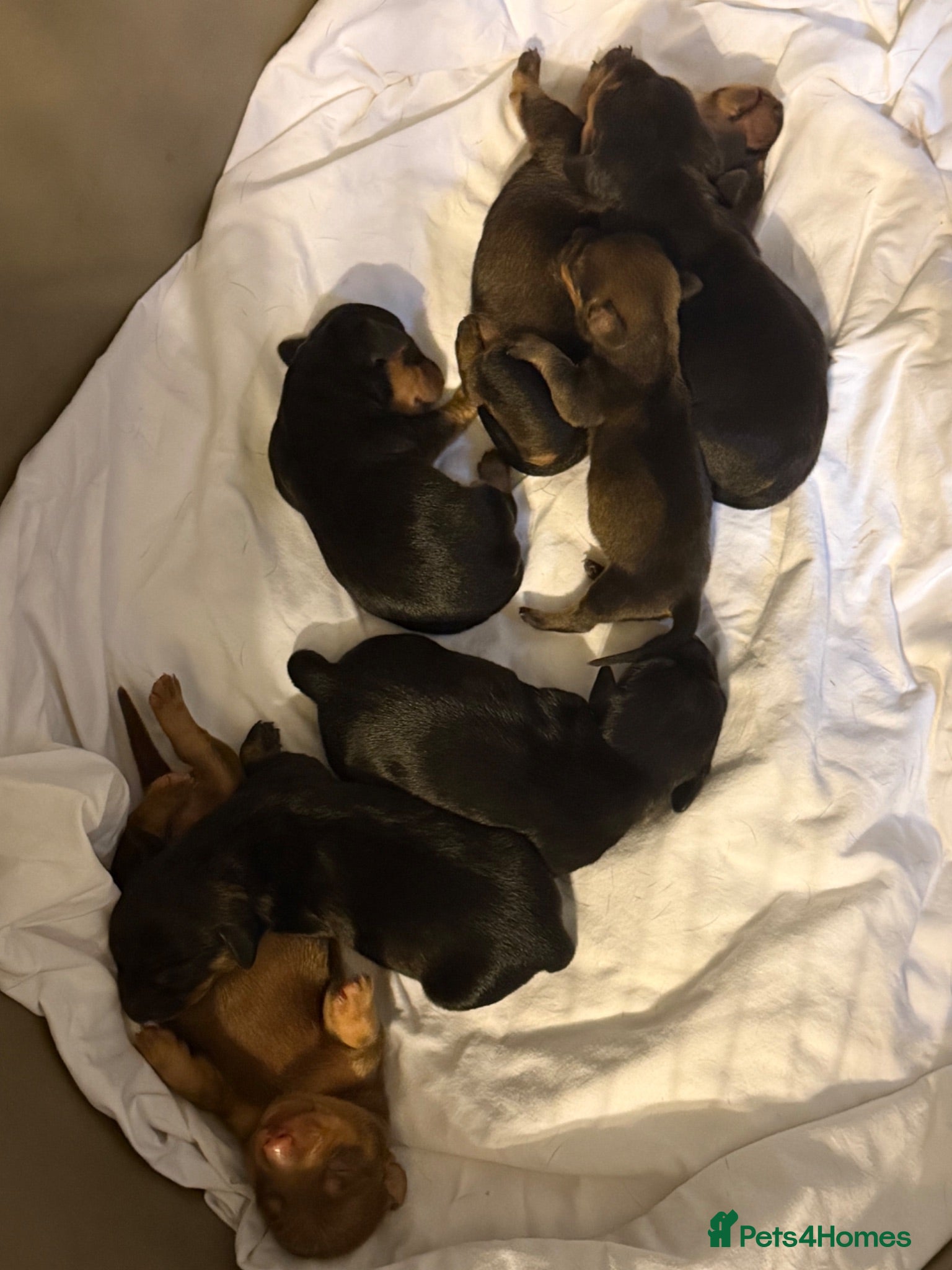 Miniature Dachshund dogs Miniature dachshunds  for sale  - Advert 14