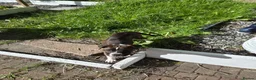 Mixed Breed dogs for sale: Staffordshire Bull Terrier x American Bulldog Pup in Manchester - Advert 6