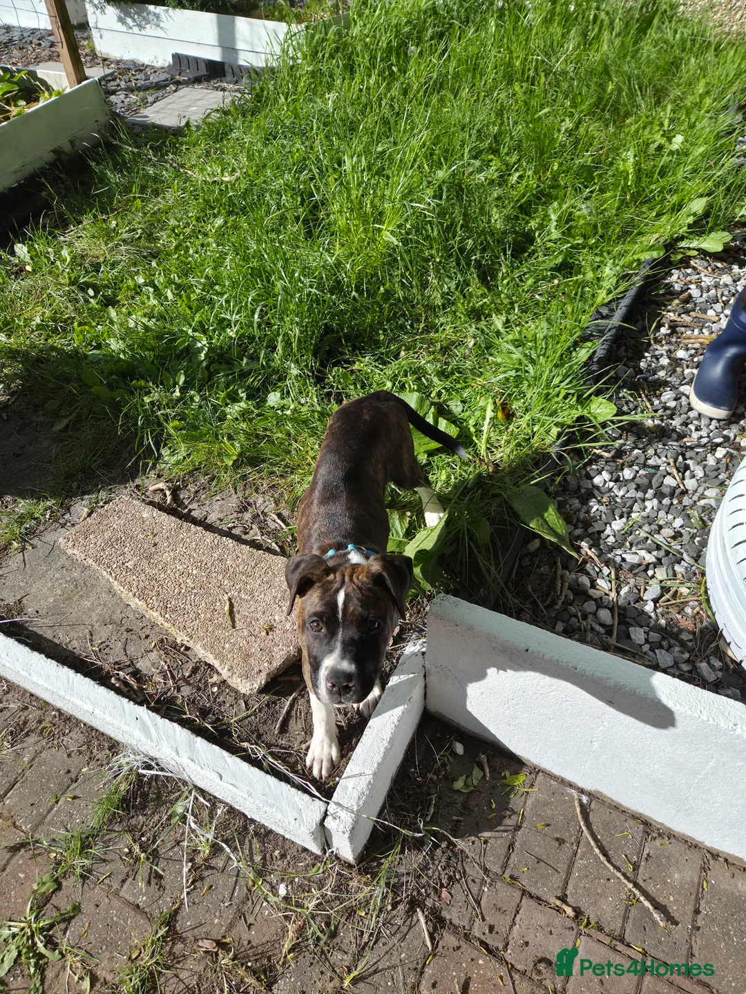Mixed Breed dogs for sale: Staffordshire Bull Terrier x American Bulldog Pup in Manchester - Advert 6