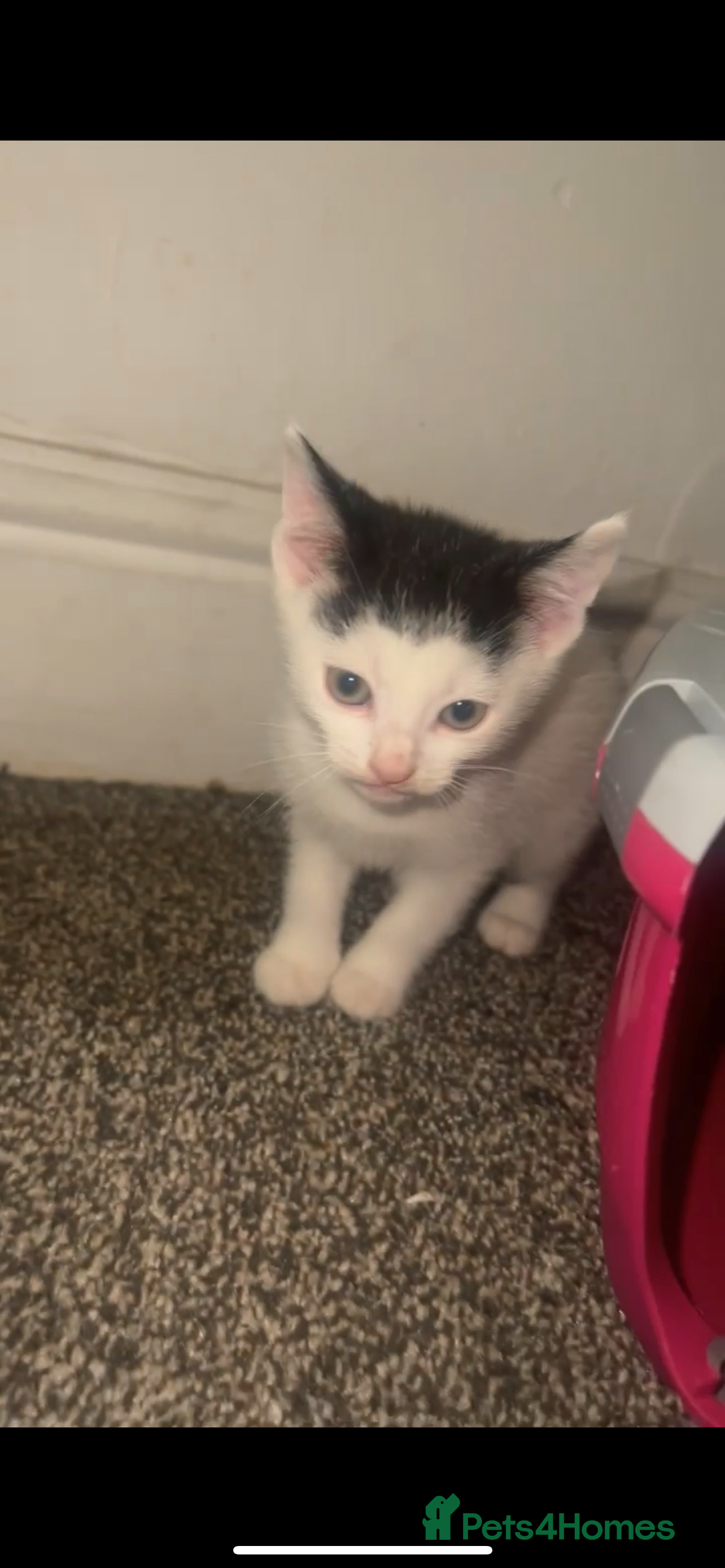 Mixed Breed cats male kittens  - Advert 16