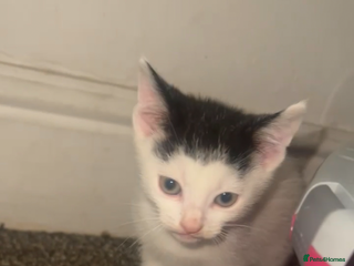 Mixed Breed cats male kittens - Advert 16