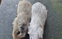 Guinea Pig rodents for sale: Male guinea pigs - Image 9