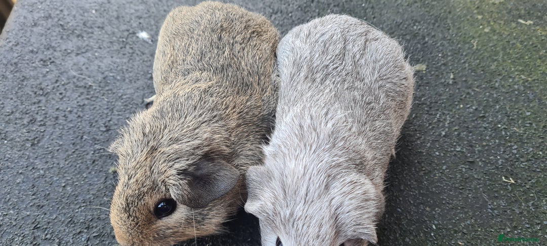 Guinea Pig rodents for sale: Male guinea pigs - Image 9