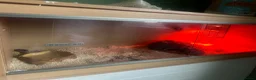 Corn Snake reptiles for sale: Corn Snake Full Set UP  in Hartlepool - Advert 4