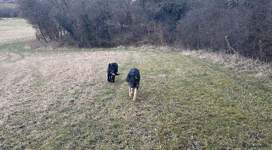 German Shepherd dogs for sale: FIVE EXCLUSIVE GSD PUPS, HOME RARED AND BRED. - Advert 18