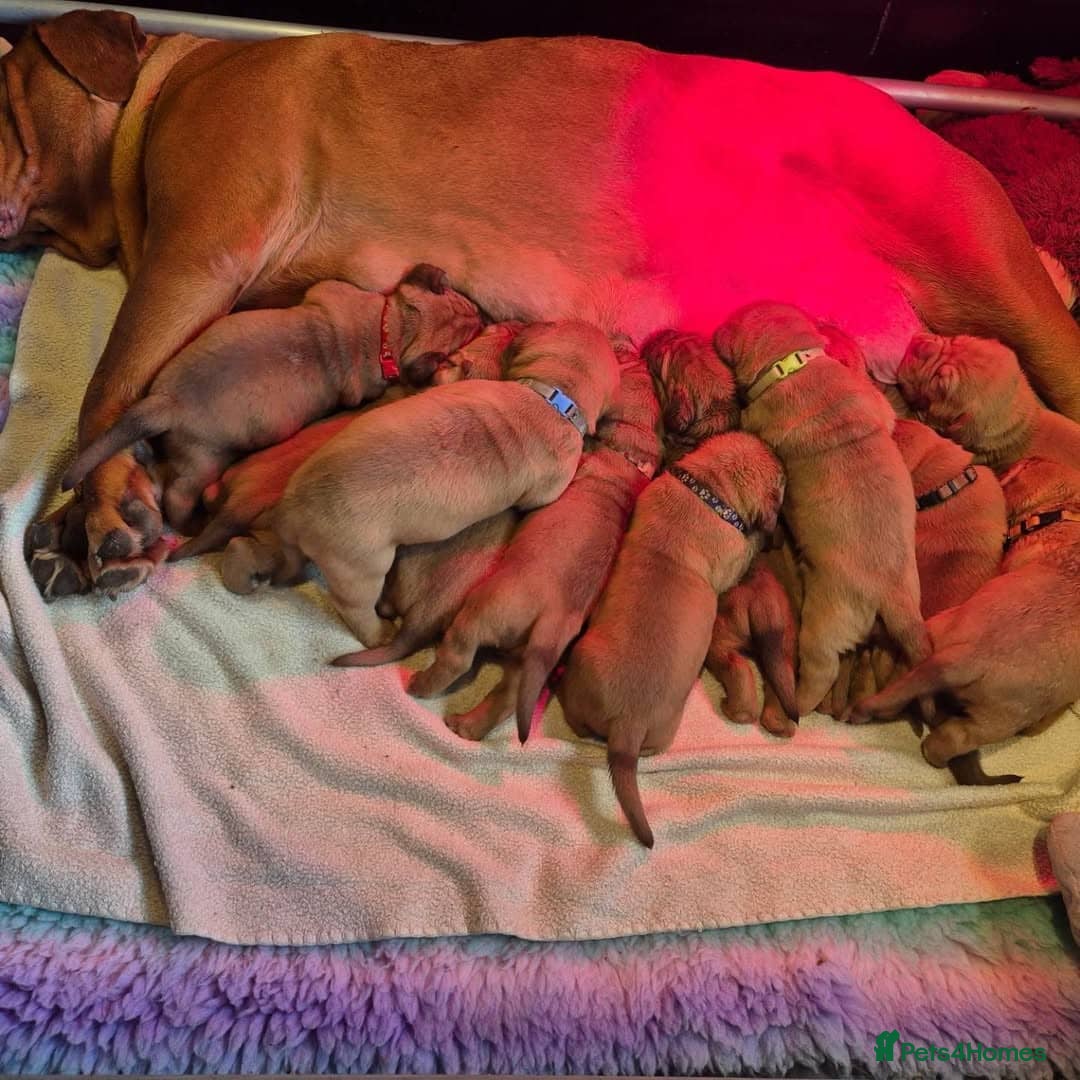 Dogue De Bordeaux dogs for sale: Majestic Dogue de Bordeaux Puppies for Rehom🐾👑 - Advert 1