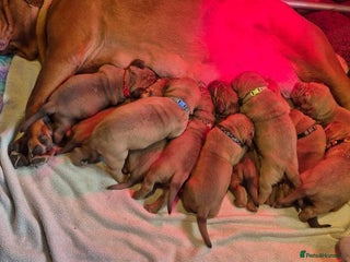 Dogue De Bordeaux dogs Majestic Dogue de Bordeaux Puppies for Rehom🐾👑 - Advert 1