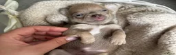 Chihuahua dogs for sale: 🐾🩶 OUTSTANDING litter of EXCEPTIONAL Chihuahuas - Advert 36