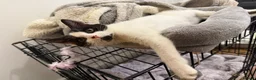 Mixed Breed cats for sale: FREE TO LOVING HOME STUNNING CAT - Advert 7