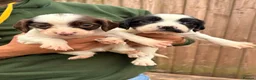 English Springer Spaniel dogs for sale: Beautiful English Springer Spaniel Puppies - Advert 8