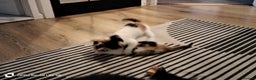 Domestic Shorthair cats for sale: Kittens  - Advert 7
