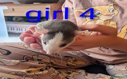 Rat rodents for sale: Adorable dumbo babies  - Image 13