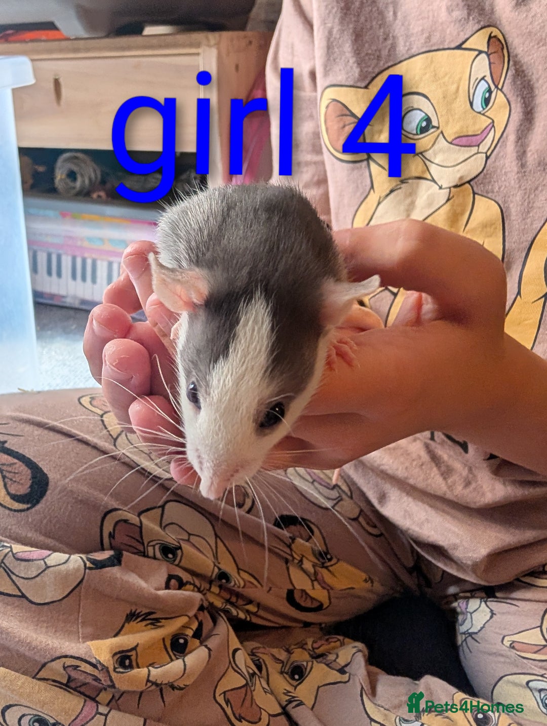 Rat rodents for sale: Adorable dumbo babies  - Image 13