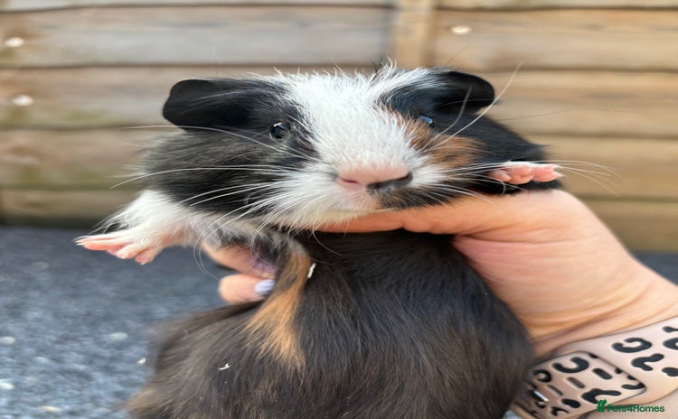 Guinea Pig rodents - Advert 3
