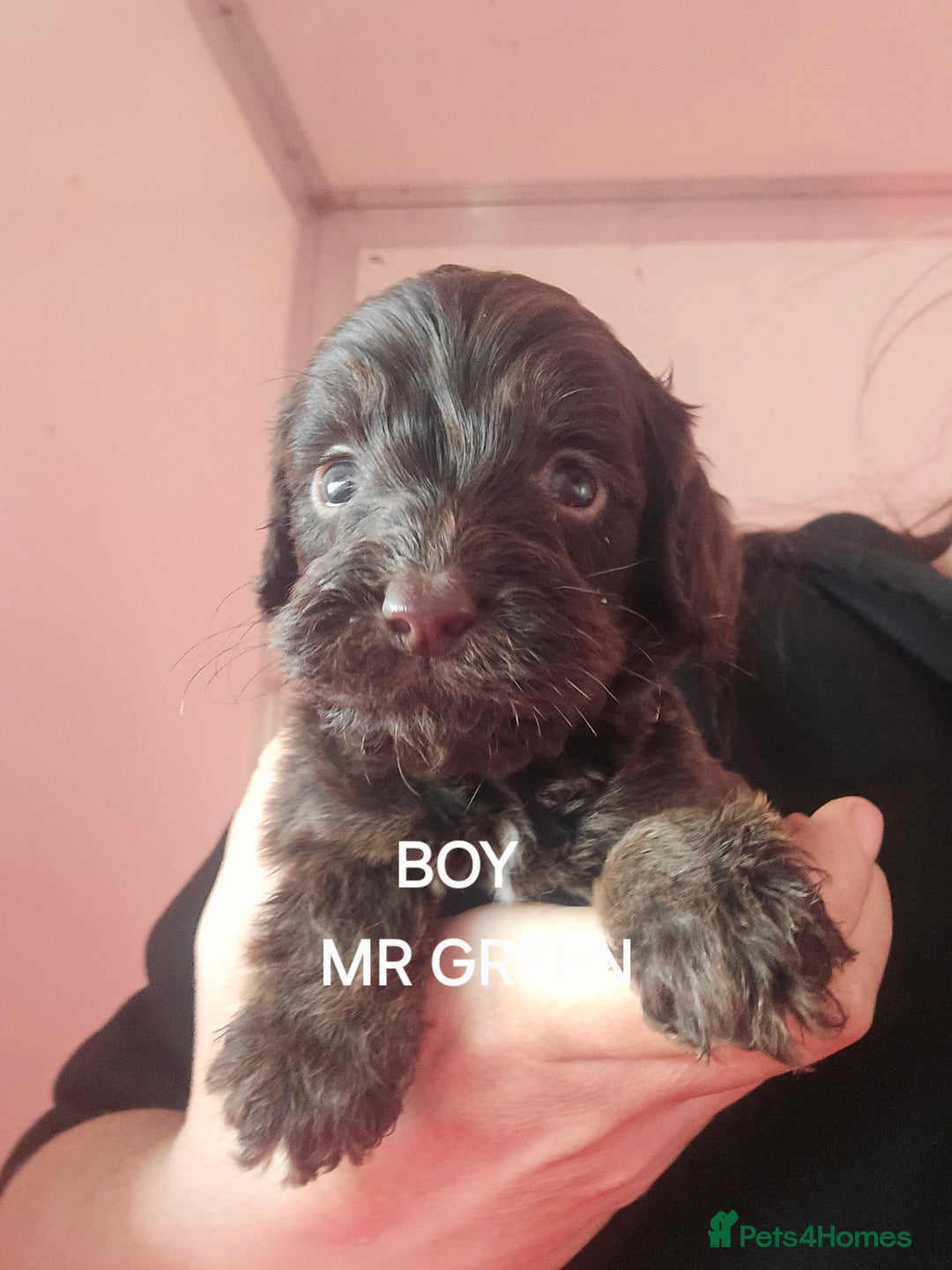 Cockapoo dogs for sale: 7 extreme quality cockapoo pups - Advert 9
