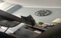 Maine Coon cats for sale: 16 week old Maine coon champion lineage  - Image 3